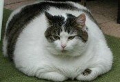 В Швеции арестовали «жирного и агрессивного» кота-вора Оскара