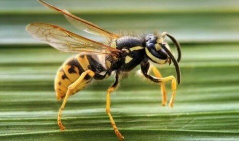 Пчела чуть не загнала пасечника в гроб